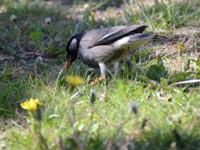 �^���|�|�ƃ��N�h��