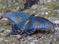 �J���X�A�Q�n