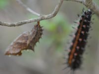 �J���X�A�Q�n