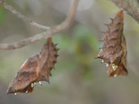 �ؕ��i�\���F�j