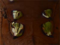 �ؕ��i�\���F�j