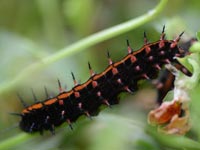 �ԍ��̗c��