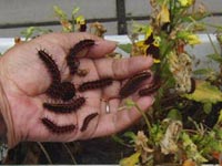 ���ւ��璆��ɑ�����z��