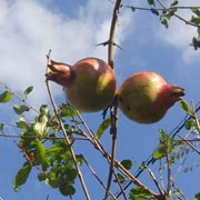 �U�N���̎�����