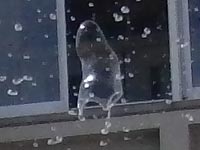 �v���e�E�X�c���H