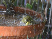 ���W���̐��ԉ�