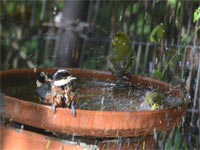 ���}�K���ƃ��W��